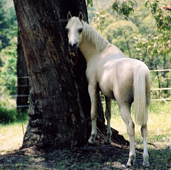 voikko